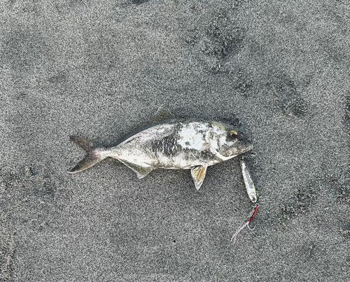 ショゴの釣果