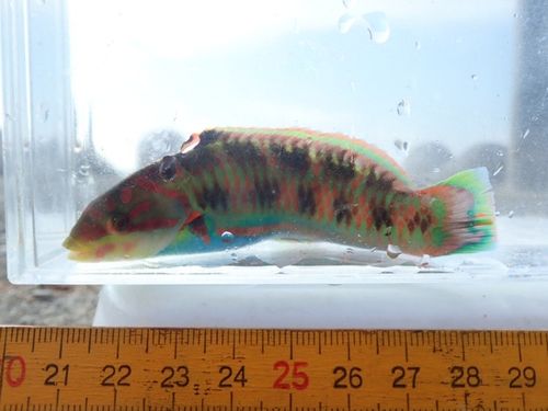 ニシキベラの釣果