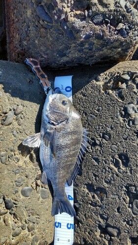 クロダイの釣果