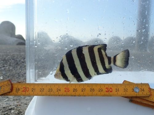 イシダイの釣果