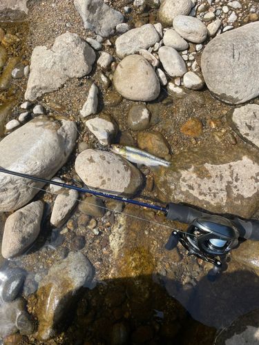 アブラハヤの釣果