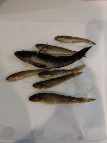 ハゼの釣果