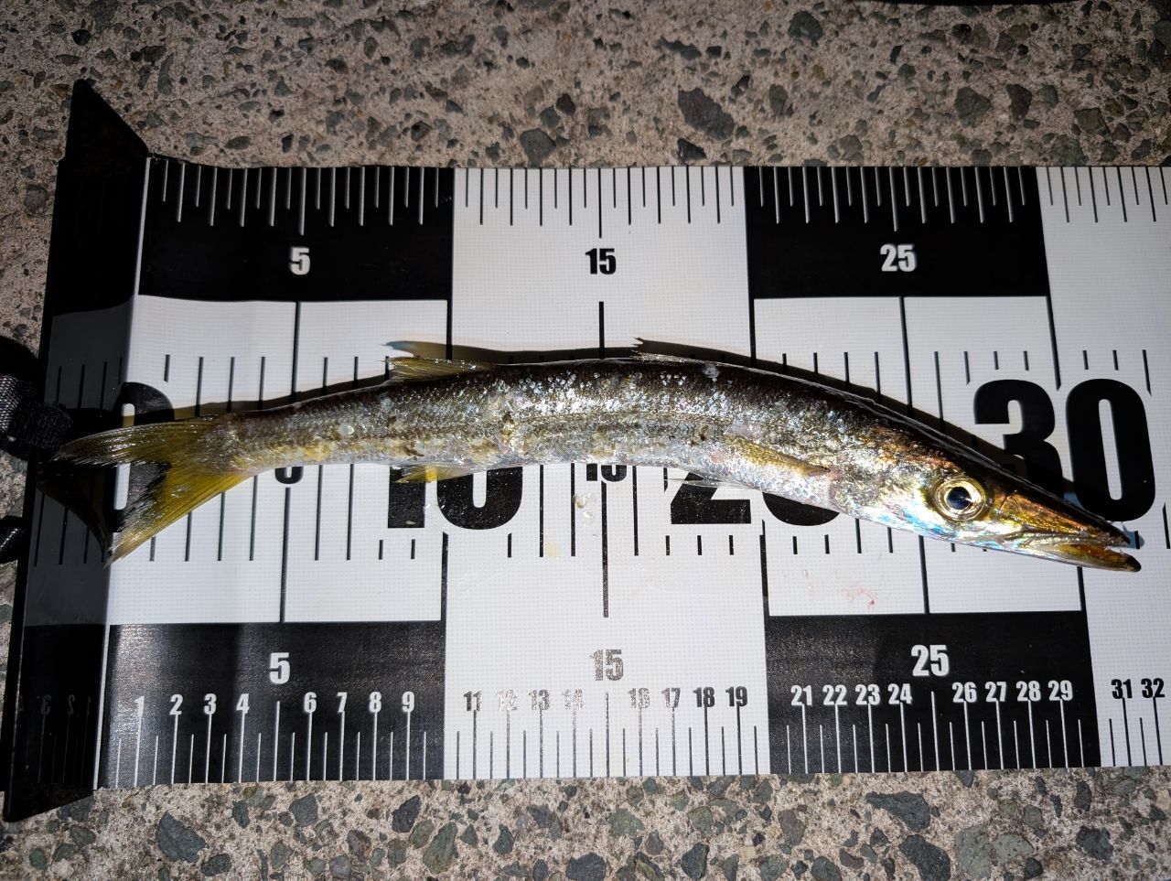 カマス