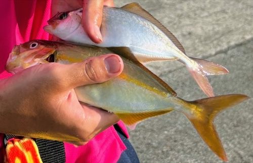 ショゴの釣果