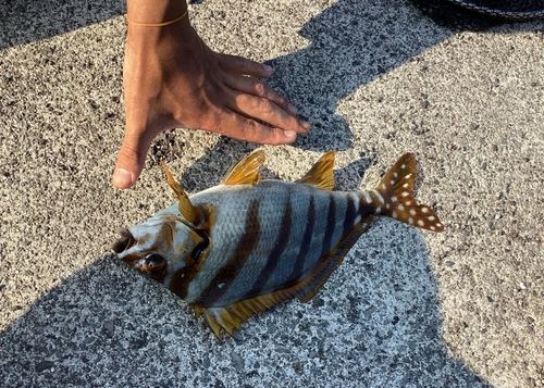 タカノハダイの釣果