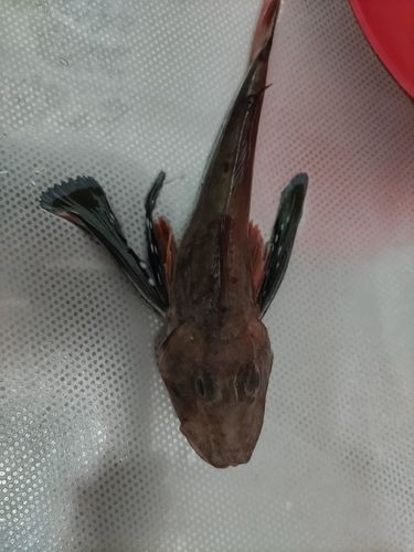ホウボウの釣果