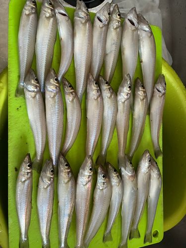 キスの釣果