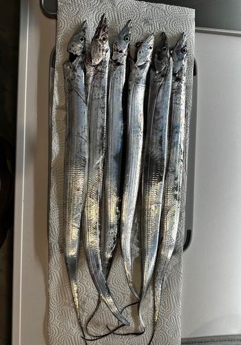 タチウオの釣果
