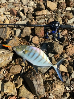 クロヒラアジの釣果
