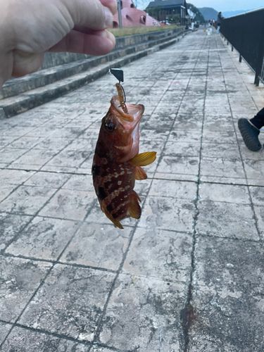 キジハタの釣果