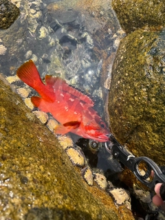アカハタの釣果