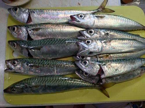 サバの釣果