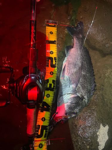 クロダイの釣果