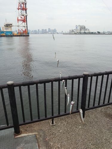 カタクチイワシの釣果
