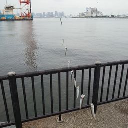 カタクチイワシ