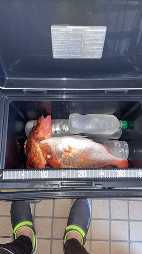 レンコダイの釣果