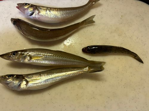 シロギスの釣果