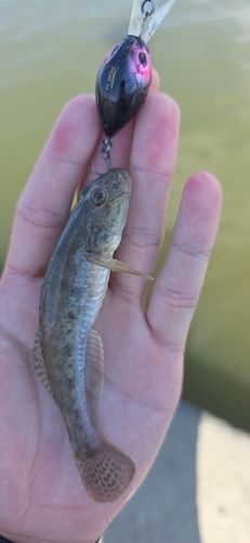 ハゼの釣果