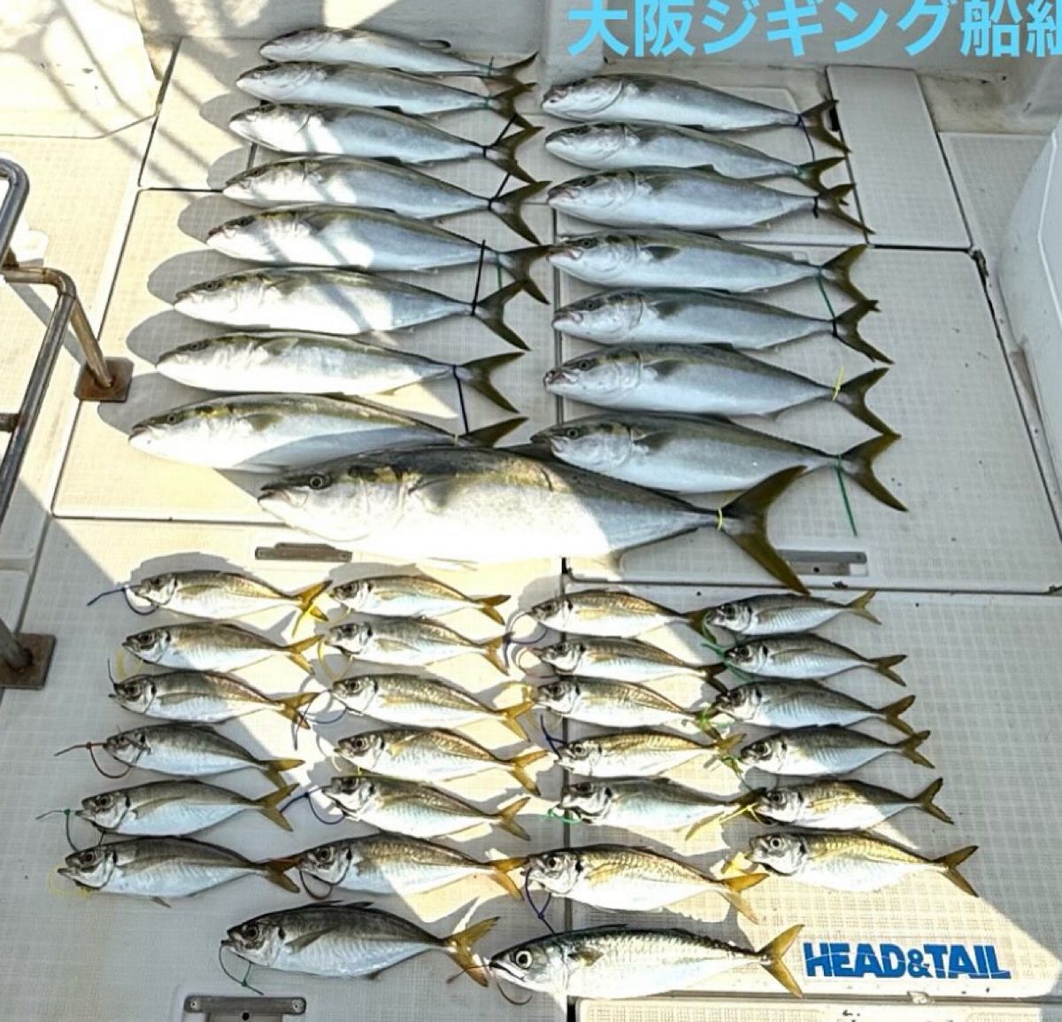 よぴっくさんの釣果 1枚目の画像