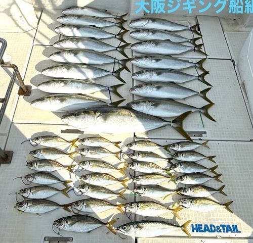 ブリの釣果
