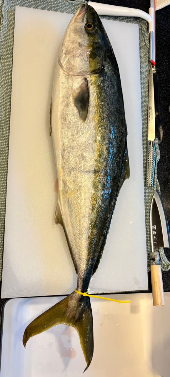 よぴっくさんの釣果 2枚目の画像