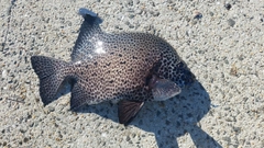 イシガキダイの釣果