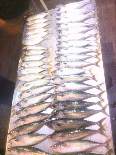 マサバの釣果
