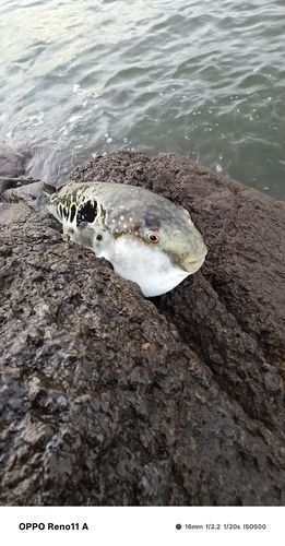 フグの釣果