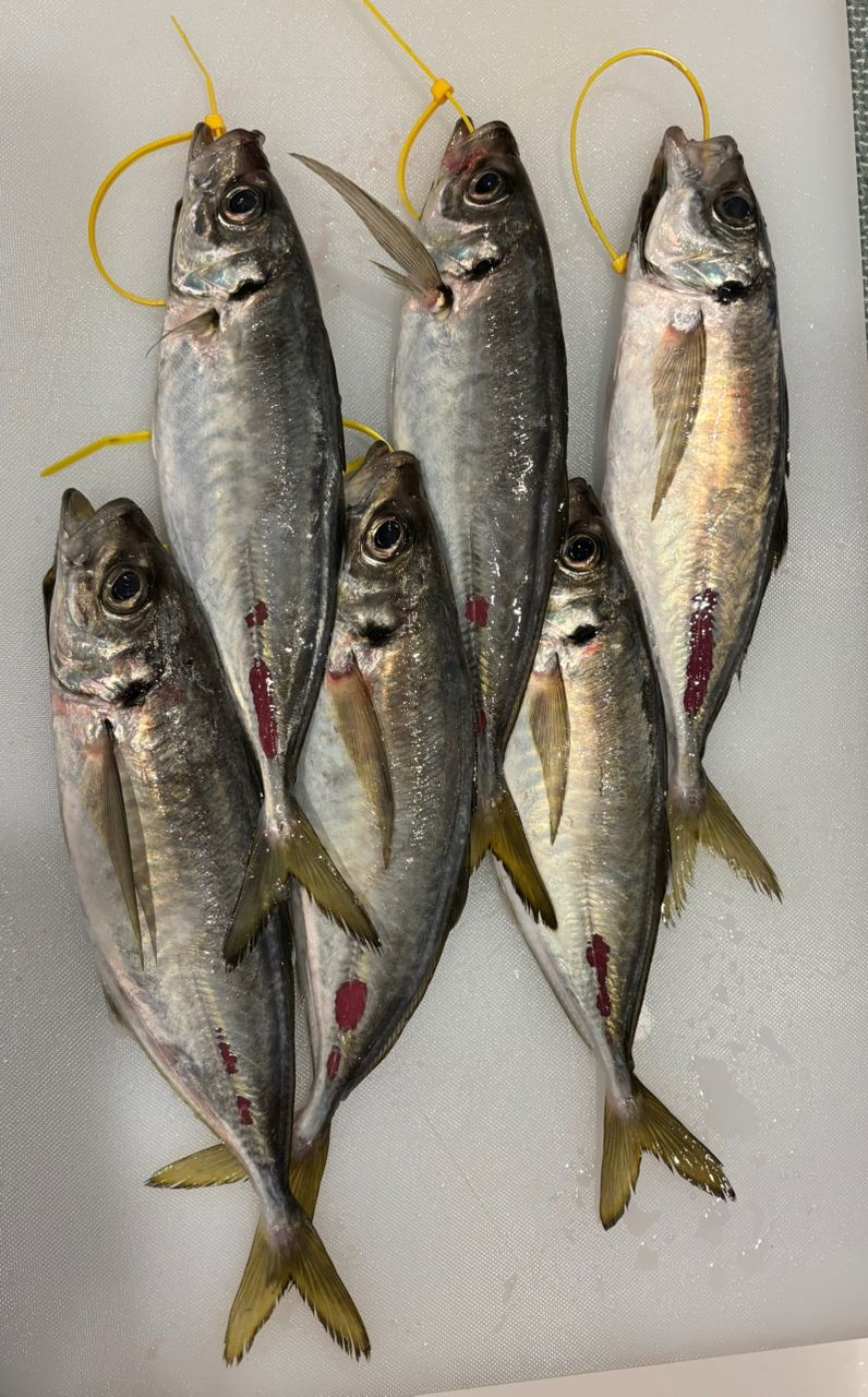 よぴっくさんの釣果 1枚目の画像