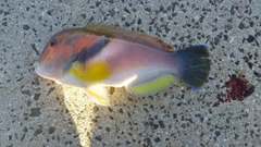 イラの釣果