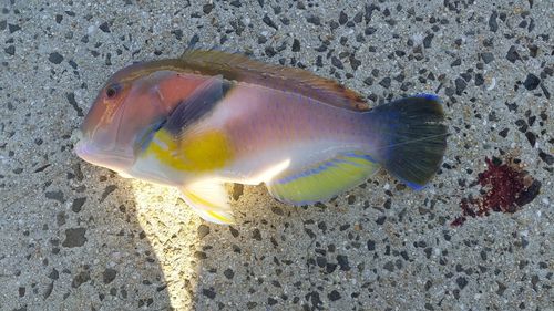 イラの釣果