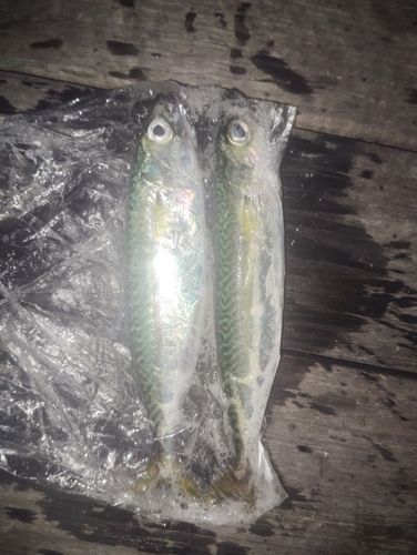 サバの釣果