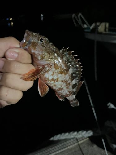 カサゴの釣果