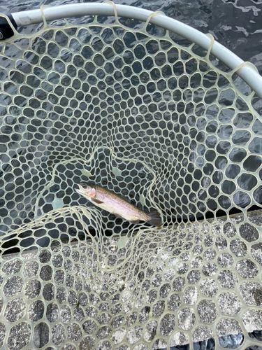ニジマスの釣果