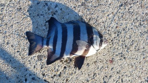 イシダイの釣果