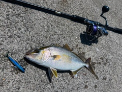 ショゴの釣果