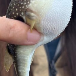 クサフグ