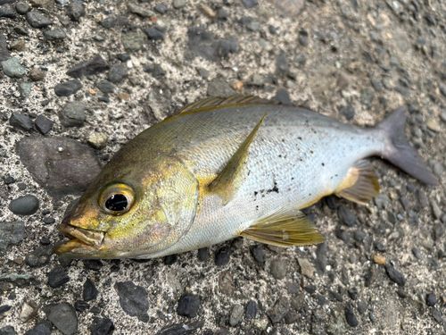 イサキの釣果