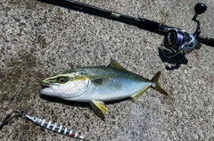 ワカシの釣果