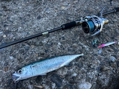 ゴマサバの釣果
