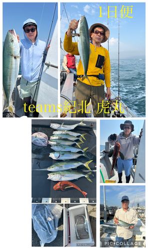 ハマチの釣果