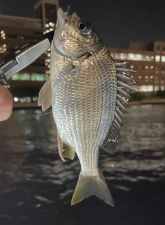 チンチンの釣果