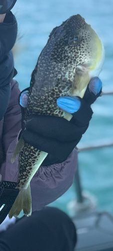 ショウサイフグの釣果