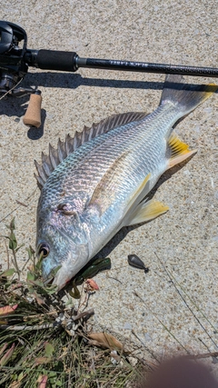 キビレの釣果