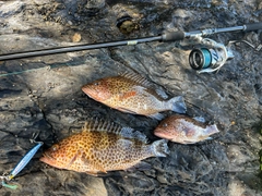 オオモンハタの釣果