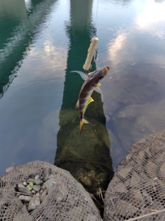 メッキの釣果