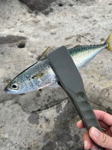 サバの釣果