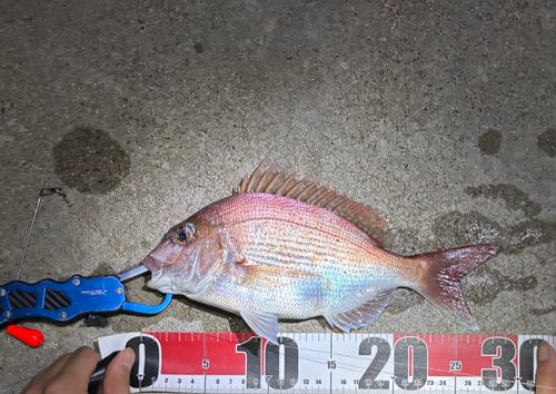 マダイの釣果