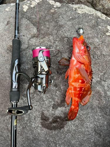 アカハタの釣果