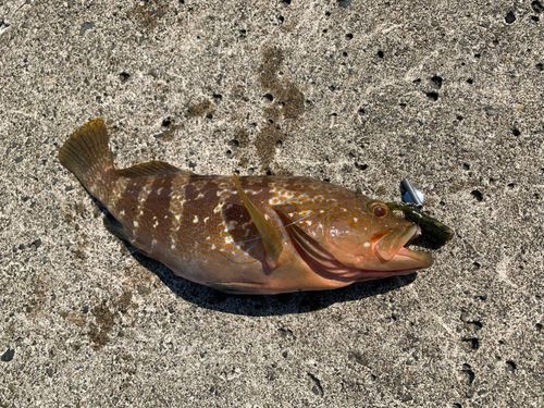 キジハタの釣果